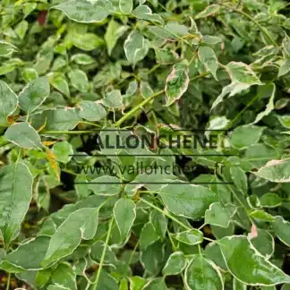 The CORNUS alternifolia 'Vallonchêne Pink' has leaves that are a mix of green, white, and pink