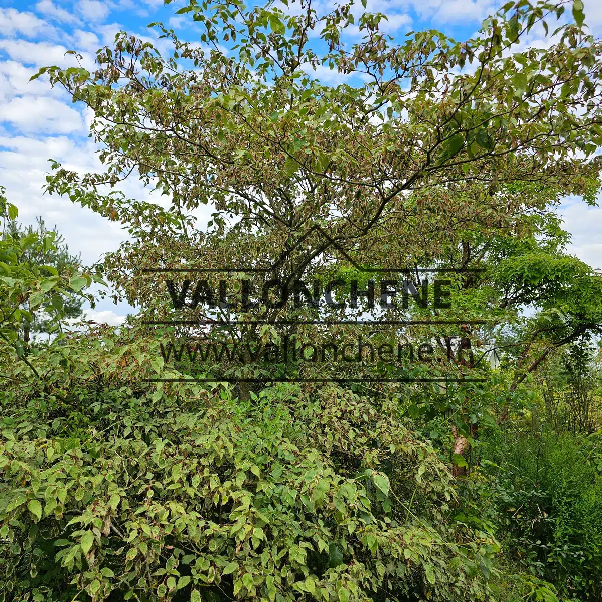 Un CORNUS alternifolia 'Vallonchêne Pink' d'une vingtaine d'années