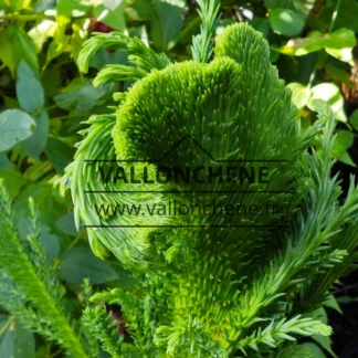 Fasciation en forme de crête de coq d'un CRYPTOMERIA japonica 'Cristata'