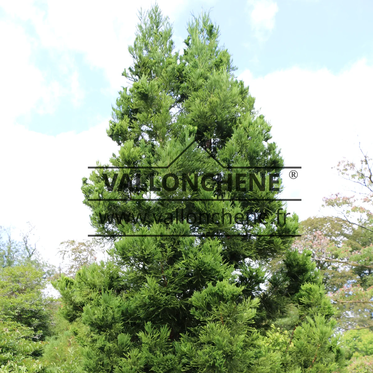 Ein ausgewachsener CRYPTOMERIA japonica 'Cristata'