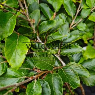 Feuillage vert du FAGUS sylvatica 'Tortuosa'