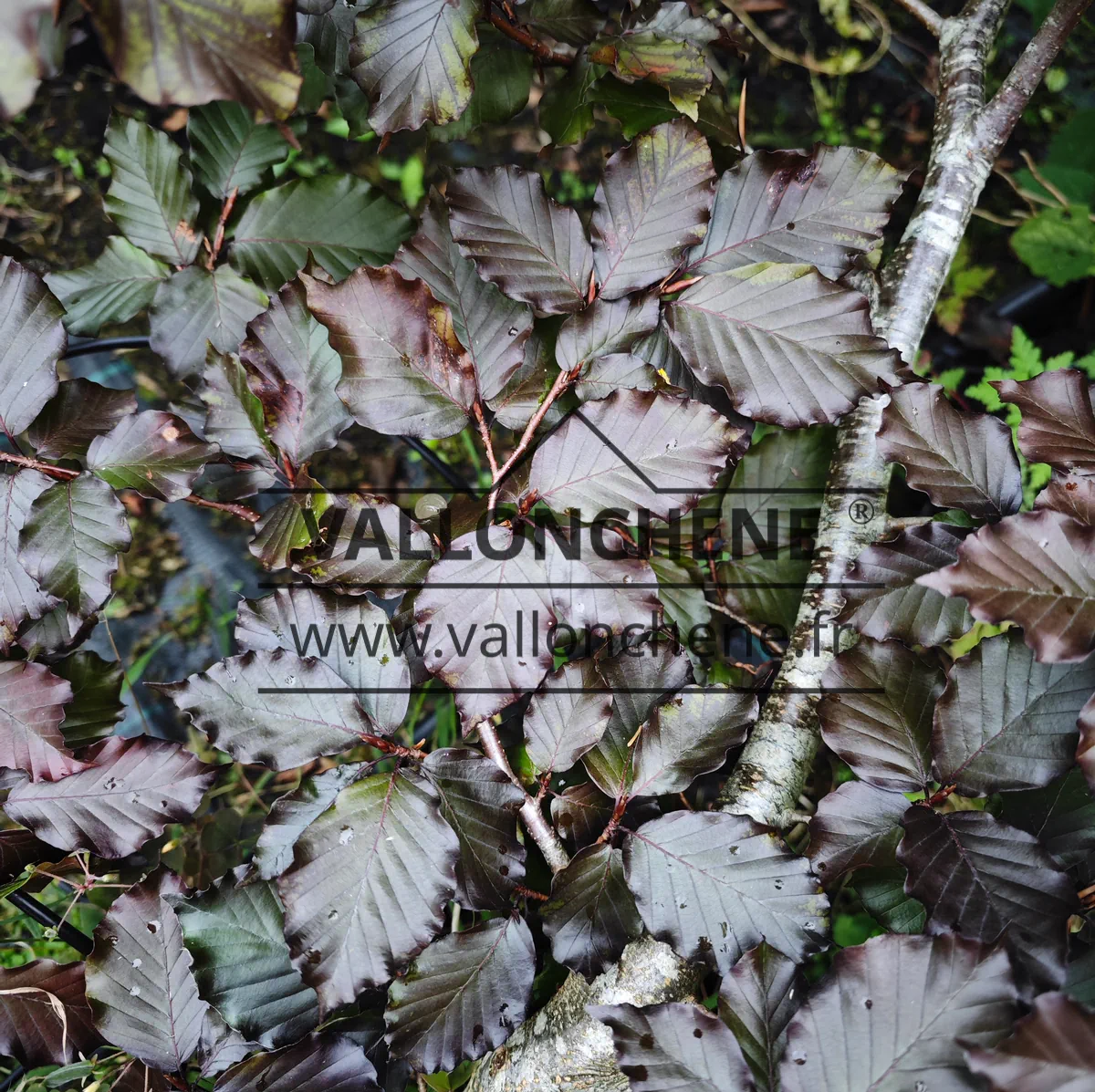 Purple leaves and wood of FAGUS sylvatica 'Tortuosa Purpurea'