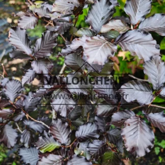 Purple foliage of FAGUS sylvatica 'Tortuosa Purpurea'