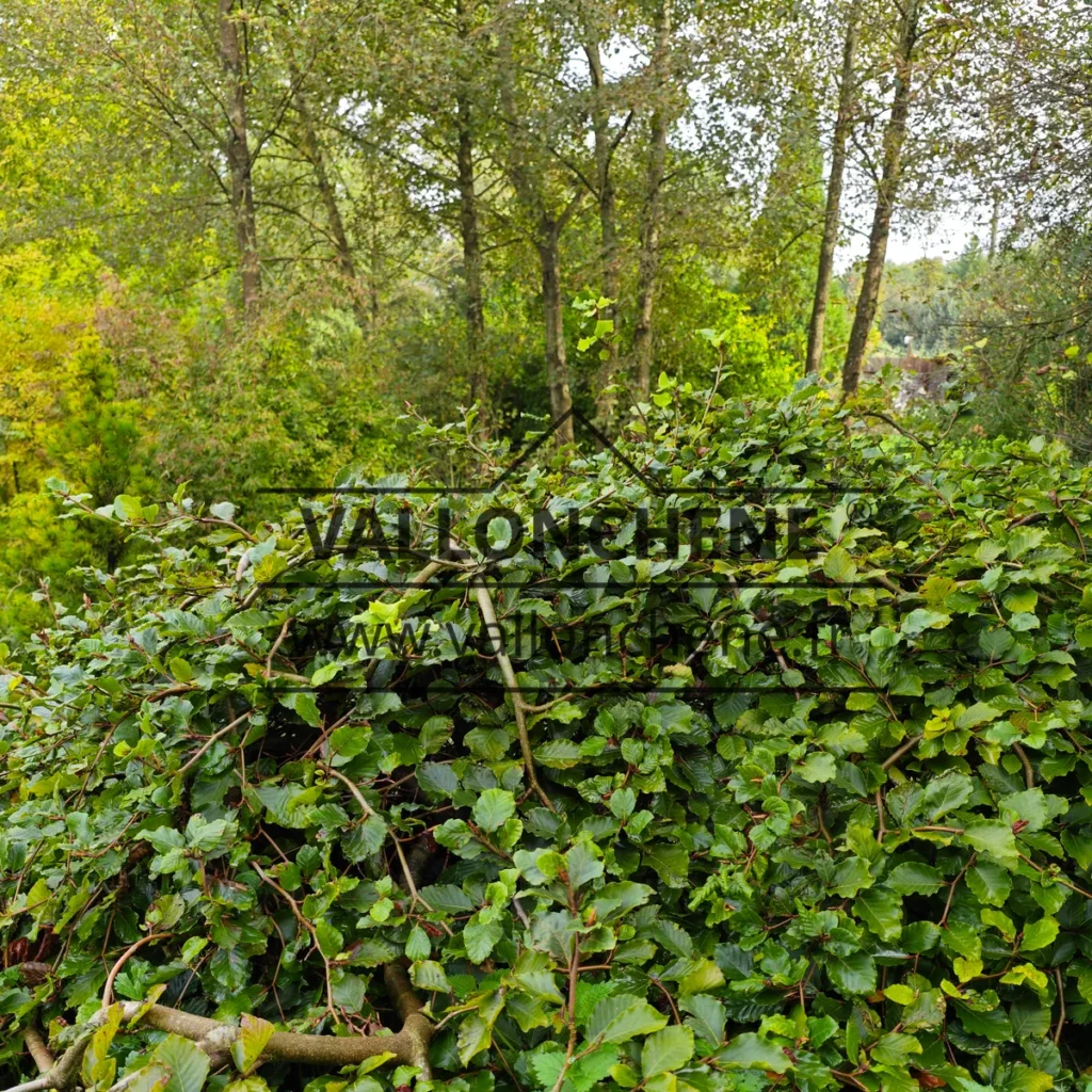 Ein FAGUS sylvatica f. tortuosa mit seinen gewundenen und herabhängenden Ästen