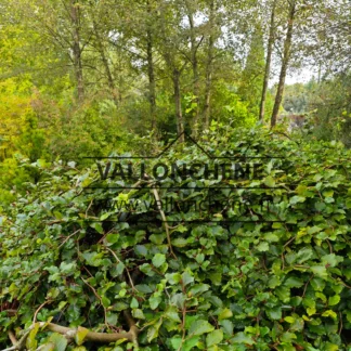 Un FAGUS sylvatica f. tortusa avec ses branches tortueuses et retombantes