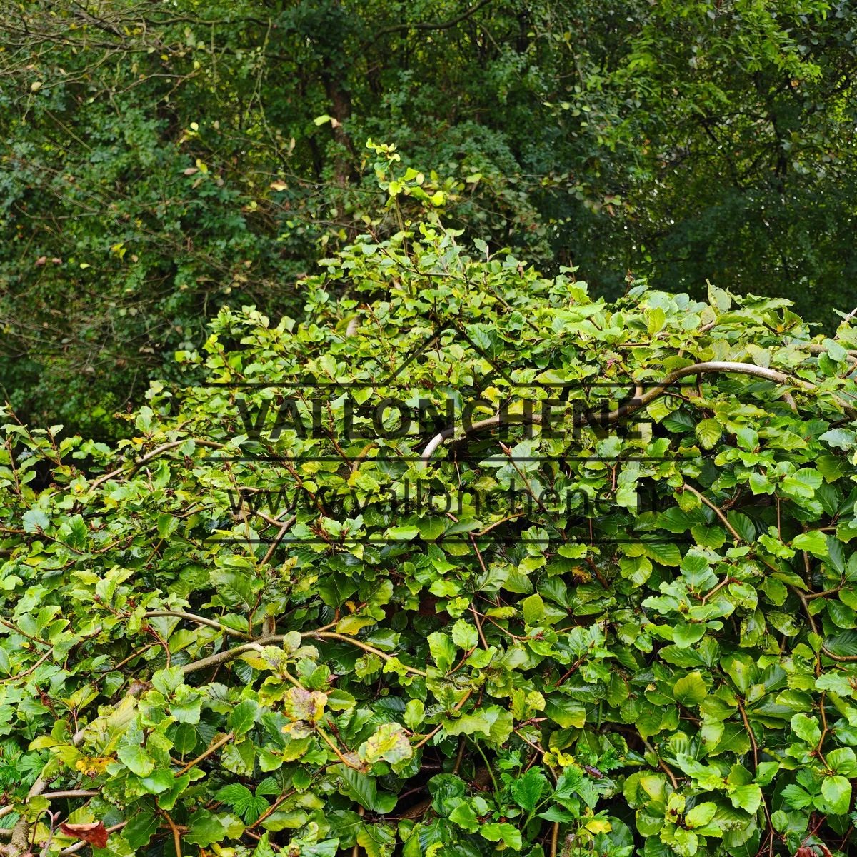 Un FAGUS sylvatica f. tortuosa d'une trentaine d'années mesurant environ 1,50 m