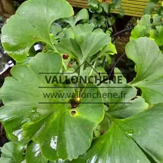 Grünes Laub von GINKGO biloba 'Mariken'