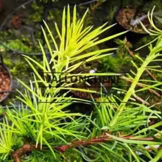 Gros plan sur la pousse d'été du LARIX decidua 'Summer Fog'