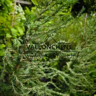 Foliage of LARIX decidua 'Vanc Fastigiata' and its twisted branches