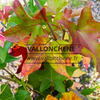 Starting autumn colours of LIQUIDAMBAR styraciflua 'Slender Silhouette'