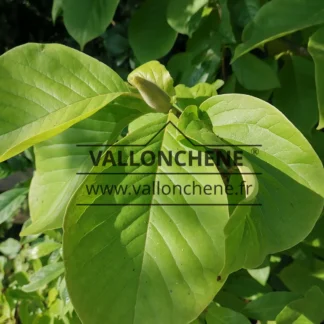 Bouton à fleurs du MAGNOLIA 'Vulcan'