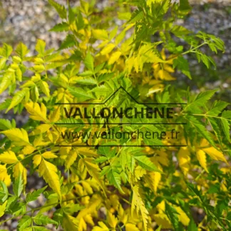 Foliage of MELIA azedarach starting its autumn colors of a bright yellow