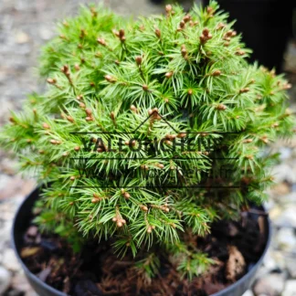 Laub von PICEA glauca 'Jalako Gold'