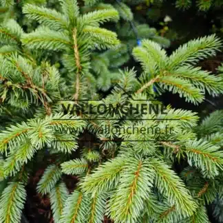 Blaue Nadeln von PICEA pungens 'Karpaten'