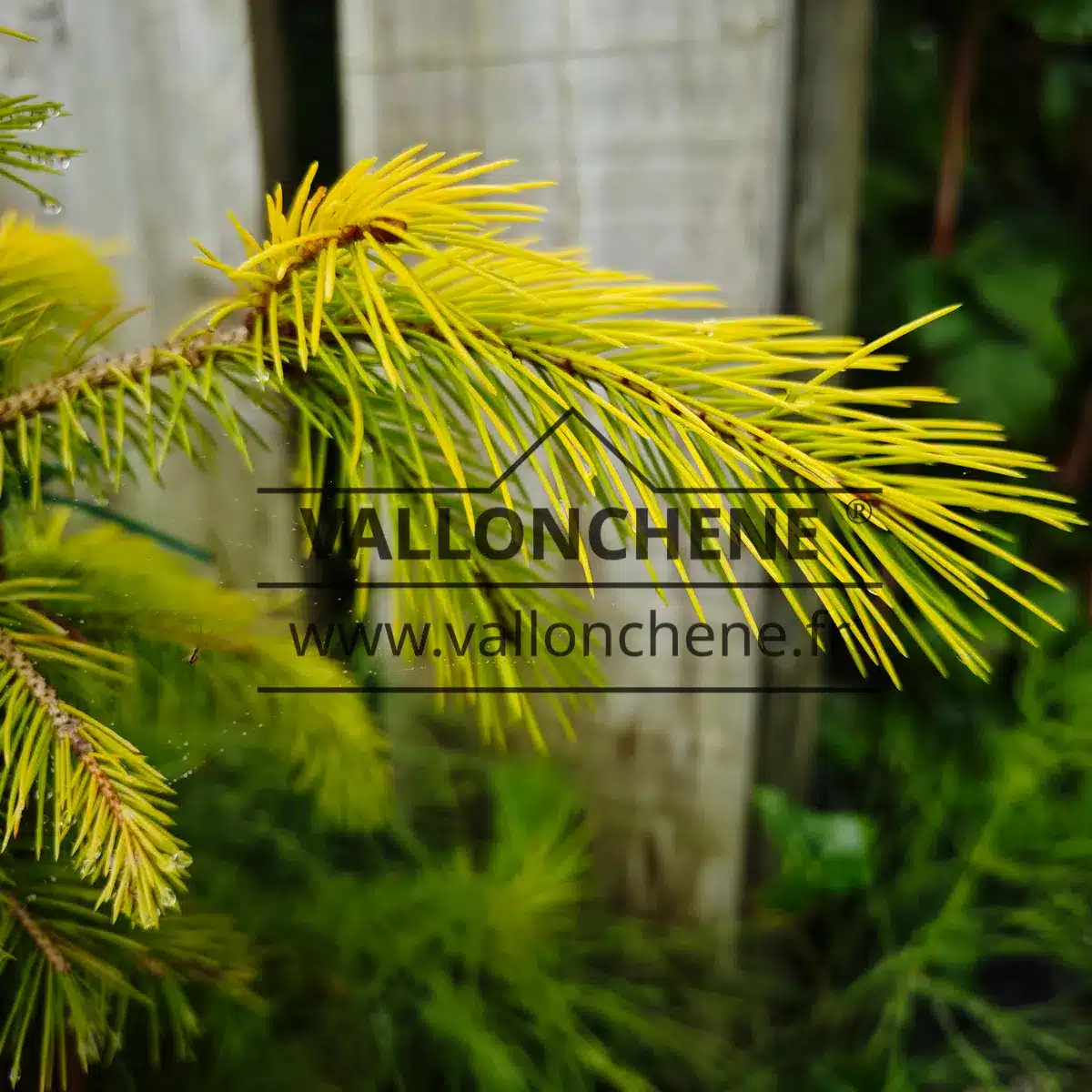 Close-up of yellow needles of PICEA smithiana 'Sunray'