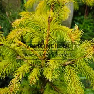 Feuillage jaune du PICEA smithiana 'Sunray'