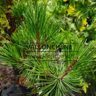 Grüne Nadeln von PINUS halepensis