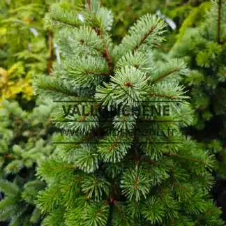 Aiguilles bleues du PSEUDOTSUGA menziesii 'Blue Wonder'