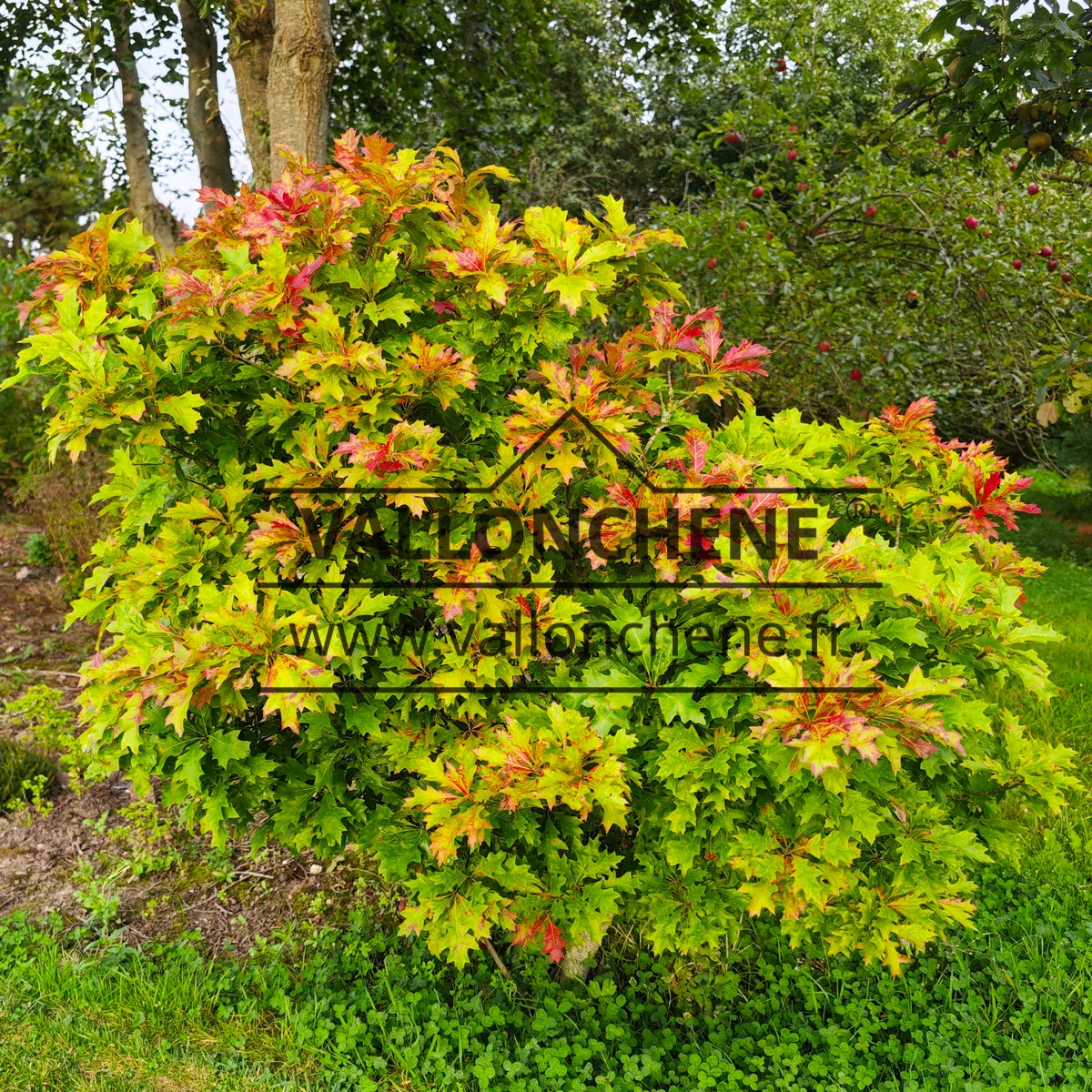 Laub von QUERCUS palustris 'Isabel' am Beginn des Herbstes