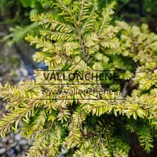 Golden foliage of the TSUGA canadensis 'Everitt Golden'