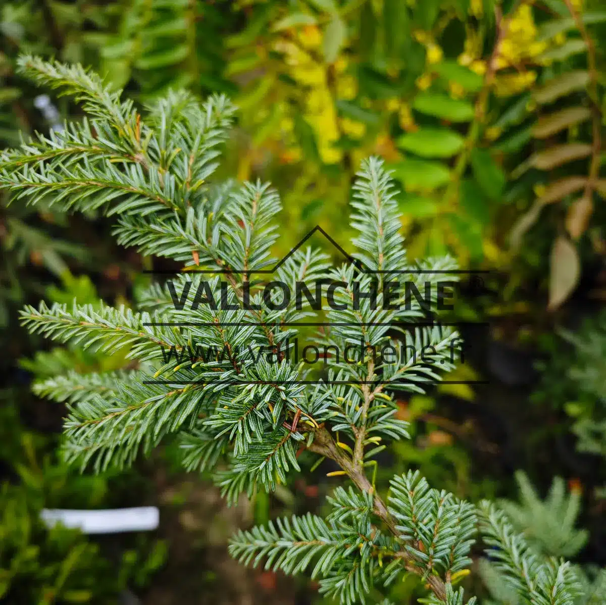 Aiguilles bleutées du TSUGA heterophylla 'Glauca'