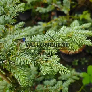 Bläuliches Laub der TSUGA heterophylla 'Glauca'