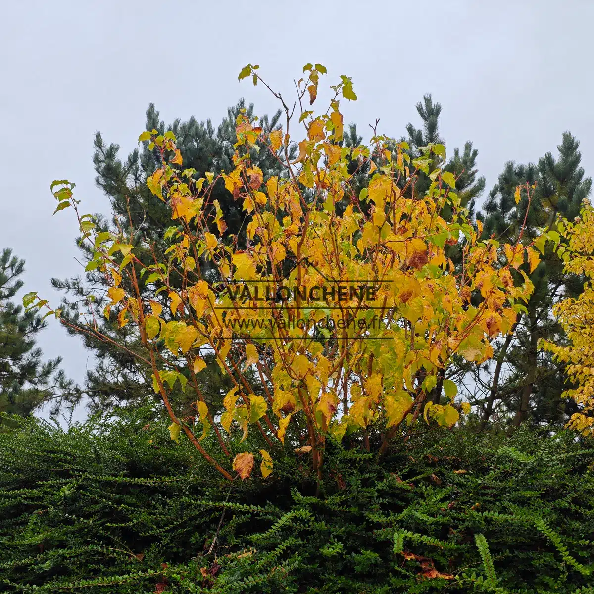 Le feuillage habituellement vert de l'ACER conspicuum 'Phoenix' prend à l'automne une belle couleur jaune.