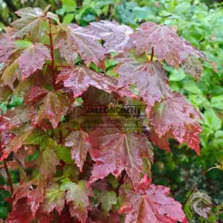 Laub des ACER rubrum 'Brandywine', das seine Herbstfärbung beginnt