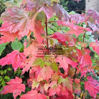 Couleurs flamboyantes en automne de l'ACER rubrum 'Brandywine'