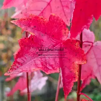 Feuille de l'ACER rubrum 'Bumblebee' (R) avec sa coloration automnale flamboyante