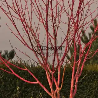 Die Rinde des ACER conspicuum 'Phoenix' färbt sich im Winter leuchtend rosarot.