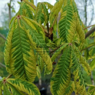 Green leaves with yellow edges of AESCULUS x carnea 'Aureomarginata' (syn. A. carnea 'Variegata')