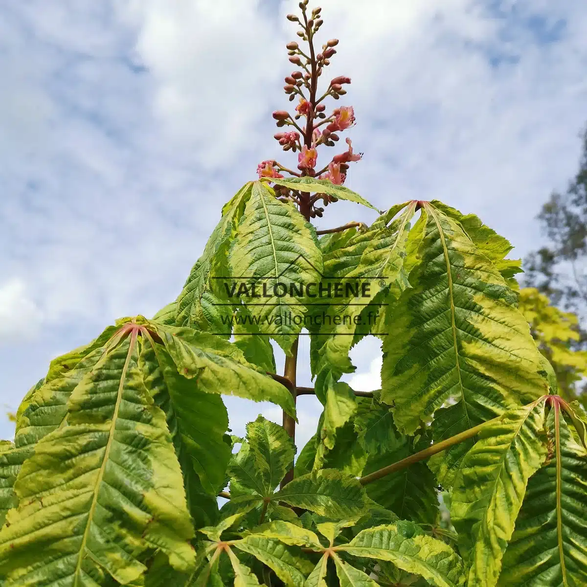 Feuillage et fleurs au printemps de l'AESCULUS x carnea 'Aureomarginata' (syn. AESCULUS carnea 'Variegata')