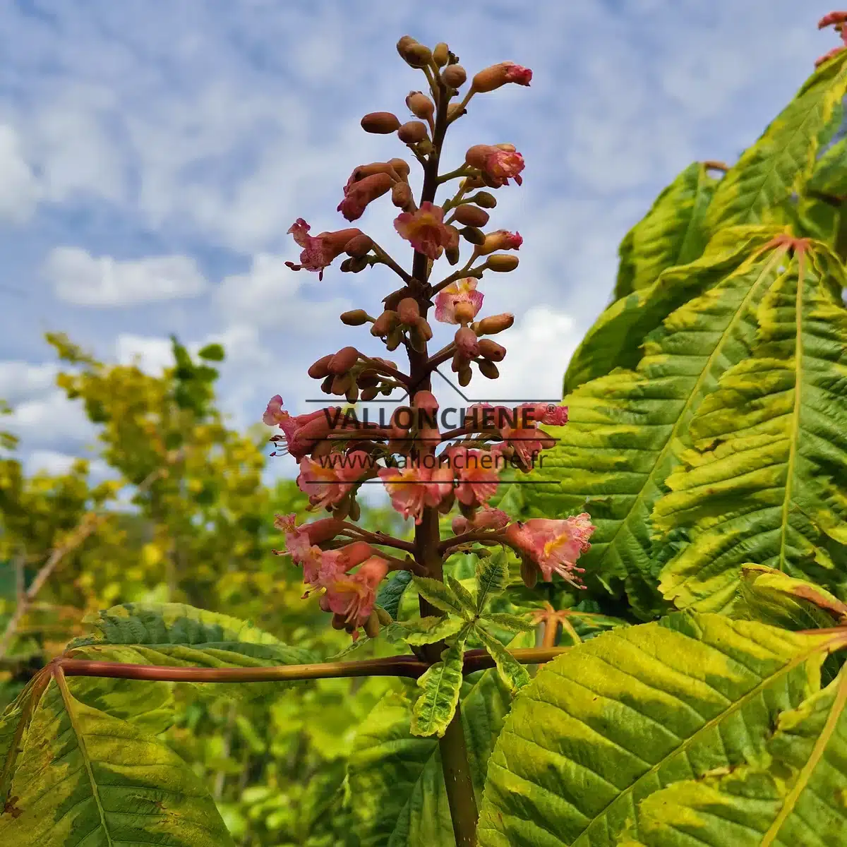 Gros plan sur la fleur rouge de l'AESCULUS x carnea 'Aureomarginata' (syn. AESCULUS carnea 'Variegata')