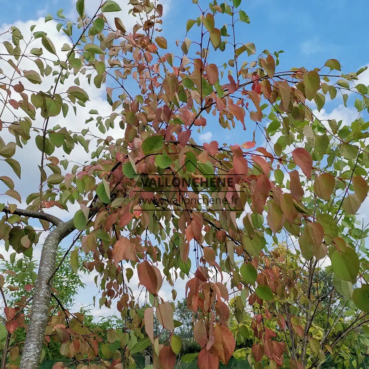 Die Blätter des hängenden Katsura-Baums beginnen, ihre Herbstfarbe anzunehmen