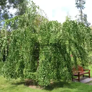 Der CERCIDIPHYLLUM japonicum f. pendulum in seiner ganzen Schönheit mit seinem Sommerlaub