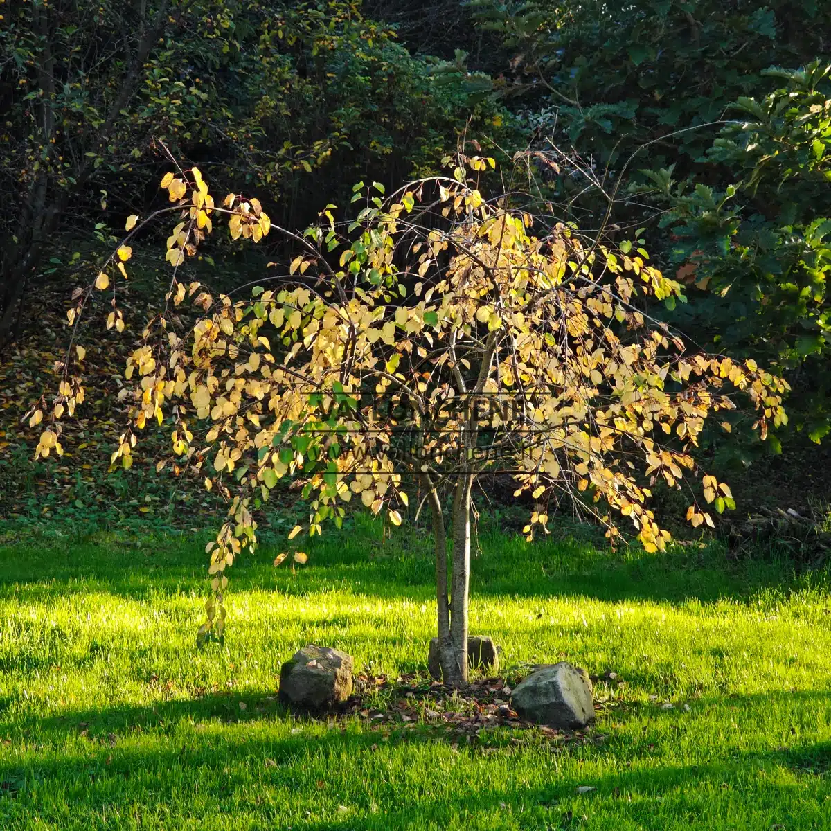 Un CERCIDIPHYLLUM japonicum f. pendulum avec sa coloration automnale d'un jaune vif