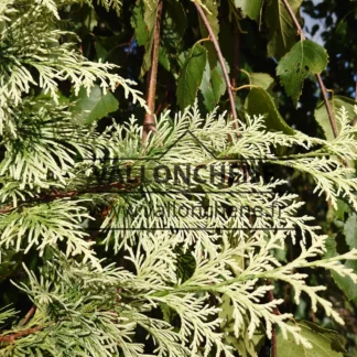 Nahaufnahme des weißen Laubs von CHAMAECYPARIS lawsoniana 'Luna'