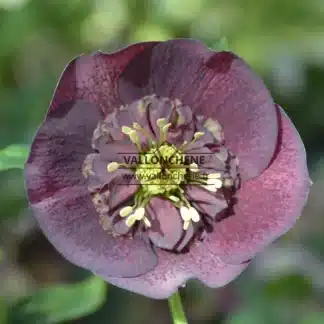 HELLEBORUS x orientalis anemone 'Purple'