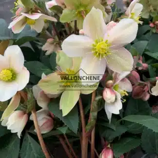 HELLEBORUS x nigercors 'Pink'