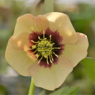 HELLEBORUS x orientalis 'Apricot with red center'