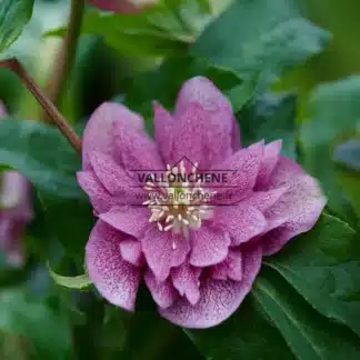 HELLEBORUS x orientalis 'Double Purple'