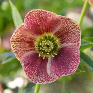 HELLEBORUS x orientalis 'Pink Orange'