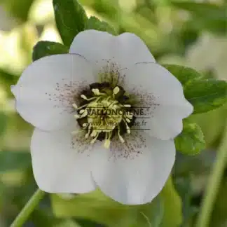 HELLEBORUS x orientalis 'White with dark center and edge'