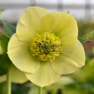 HELLEBORUS x orientalis anemone 'Yellow'