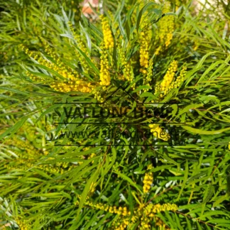 A close-up showing the delicate, yellow flowers and the extremely fine foliage of the MAHONIA eurybracteata 'Soft Caress'