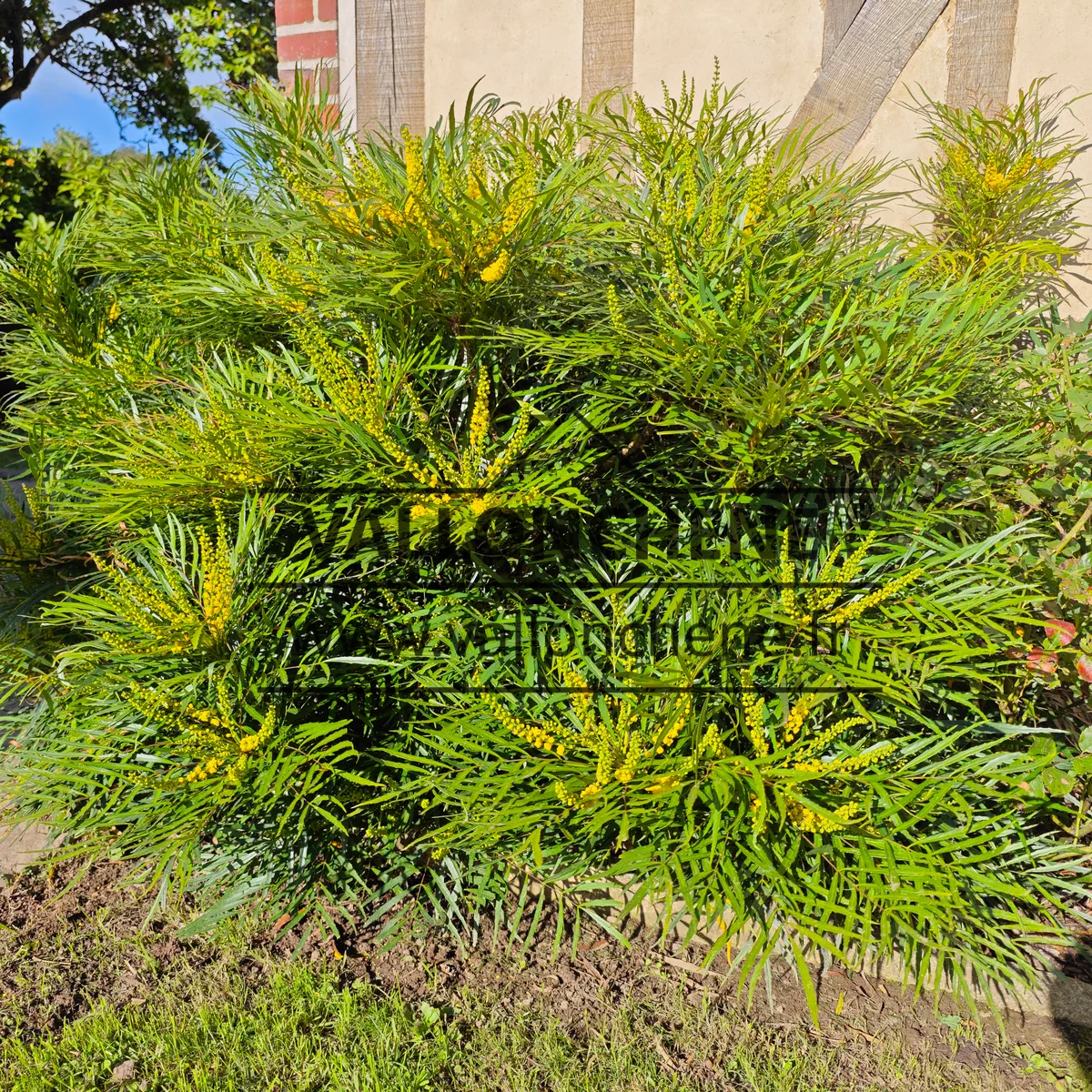 Un MAHONIA eurybracteata 'Soft Caress' d'une dizaine d'années en pleine floraison automnale