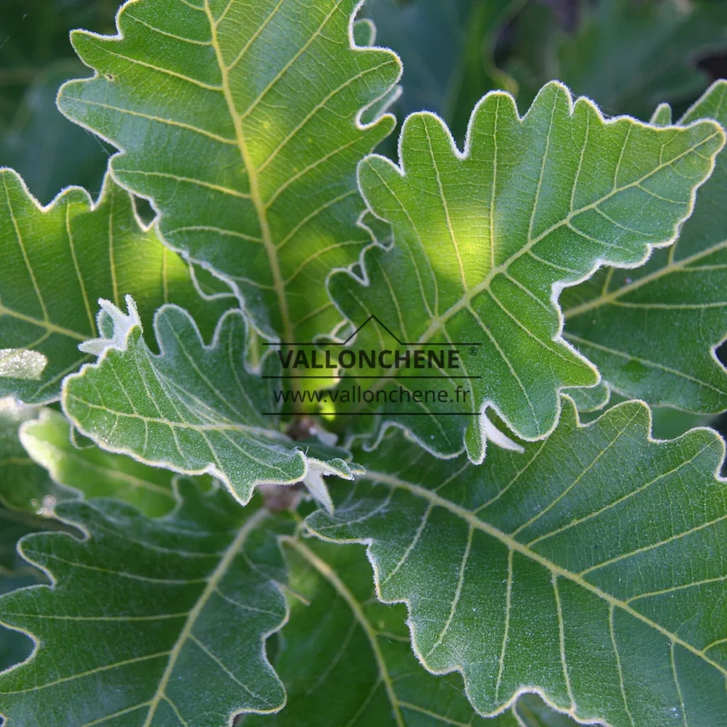 QUERCUS dentata 'Carl Ferris Miller'