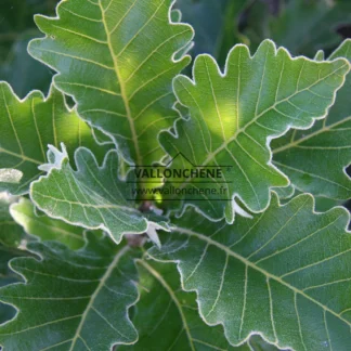 Macro shot of the green leaves of QUERCUS dentata 'Carl Ferris Miller' edged with white fuzz