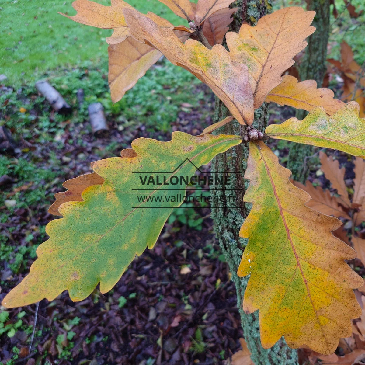 First blush of autumn on the QUERCUS dentata 'Carl Ferris Miller'